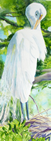 painting of egret preening