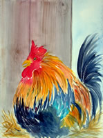 Rooster in hay