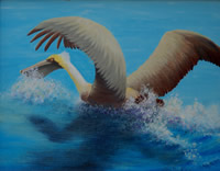 brown pelican landing in water 