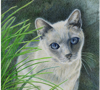 Color pencil painting of siamese cat