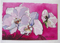 Painting of Phaleonopsis